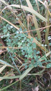 20151025_110310_Richtone(HDR)