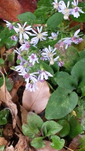 20151025_112159_Richtone(HDR)