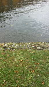 20151025_113137_Richtone(HDR)