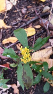 20151025_114144_Richtone(HDR)