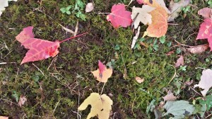 20151025_121000_Richtone(HDR)