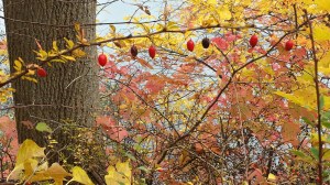 20151025_121416_Richtone(HDR)