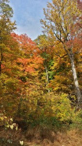 20151025_121816_Richtone(HDR)